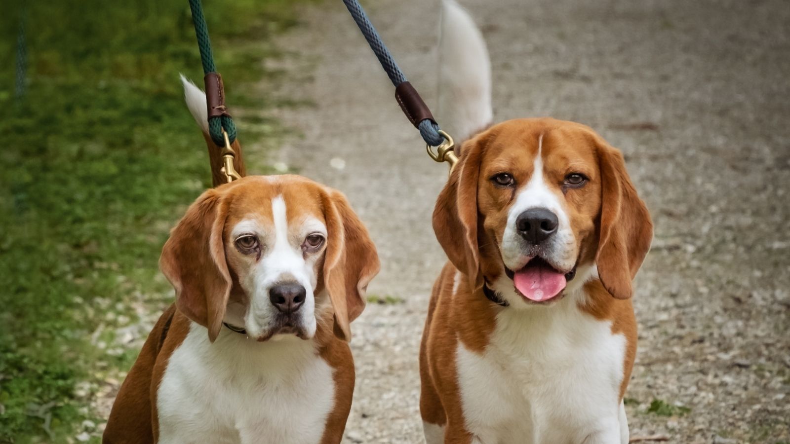 Homeowners Neighbors Dont Want Him Walking His Dogs, But He Knows Hes Not Doing Anything Wrong two beagle dogs going for a walk