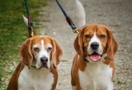 Homeowner’s Neighbors Don’t Want Him Walking His Dogs, But He Knows He’s Not Doing Anything Wrong