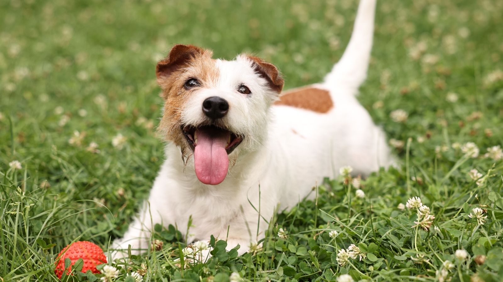 Homeowners Want To Build A Fence In Their HOA Neighborhood — A Neighbor Is Fighting To Stop It cute dog in the grass with a ball