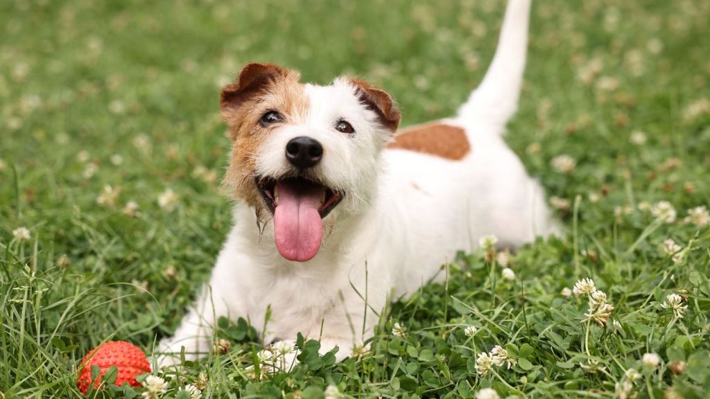 cute dog in the grass with a ball