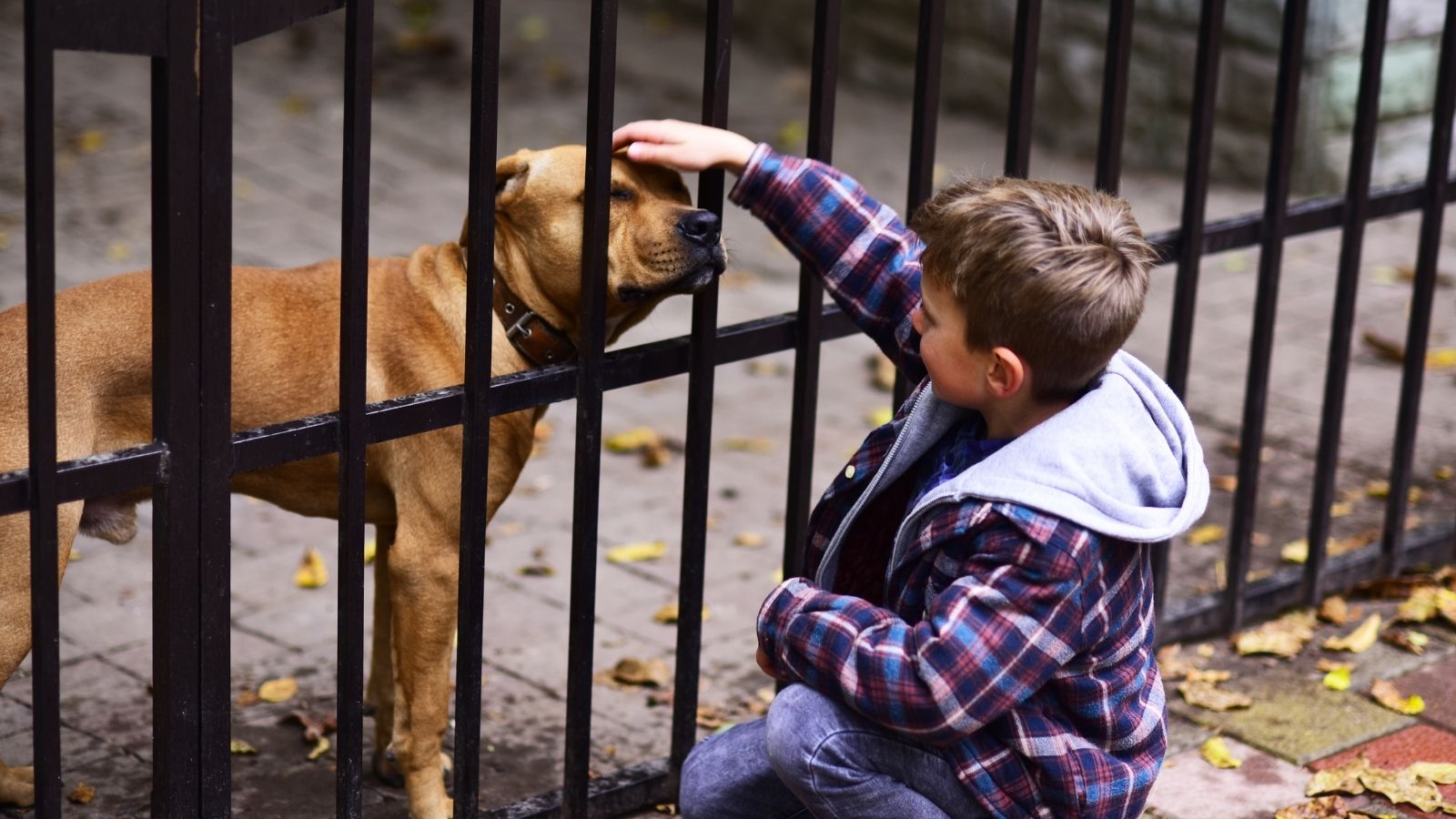 little boy petting a dog through the bars of a cage