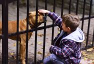 A Family Came To Look At Cats And Dogs — The Employee Was Appalled By How The Kids Behaved