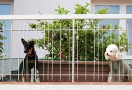 No Pets Are Allowed In The Building, But The New Manager Has Two Dogs — So A Tenant Reported Her