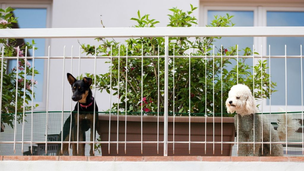 two dogs on an apartment balcony