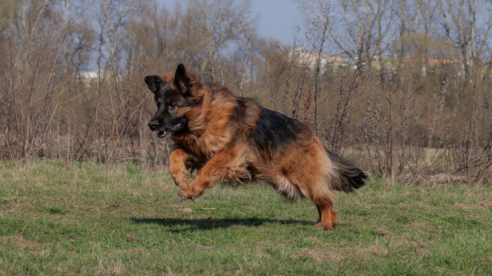 Her Neighbor’s Dog Roamed the Neighborhood Without a Leash—Then a Dog Attack Finally Made Them Fence In Their Yard long haired German Shepherd dog running
