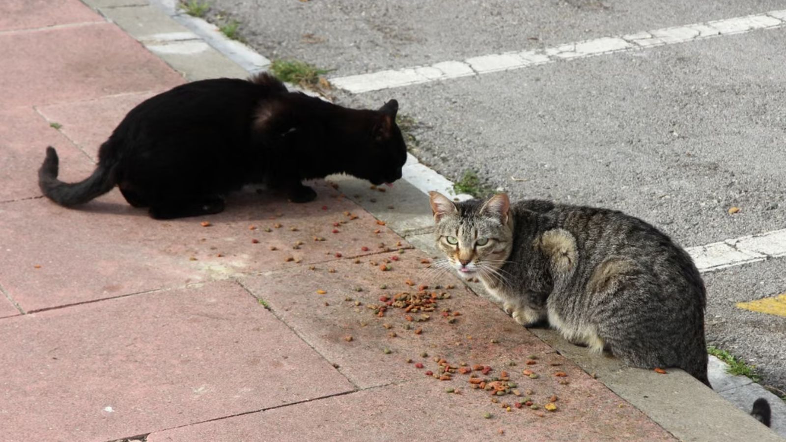 She Kept Feeding Feral Cats Against Condo Rules — Even Security Cameras Didnt Stop Her Stray cats eating on the side of the road