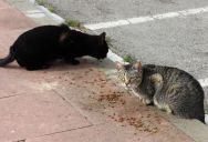 She Kept Feeding Feral Cats Against Condo Rules — Even Security Cameras Didn’t Stop Her