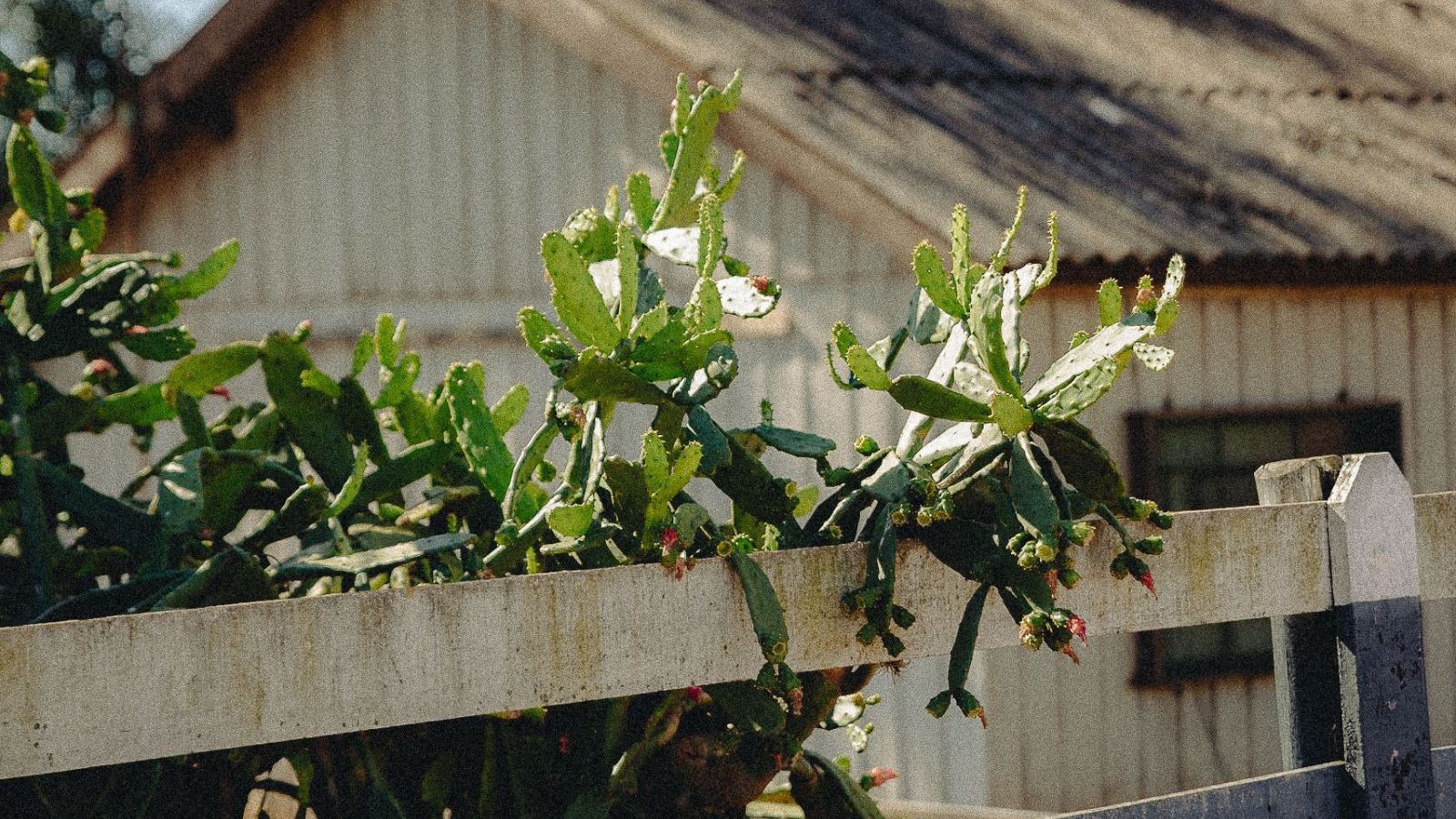 Her Neighbor Wont Stop Complaining About Squirrels and Trees — Shes Fed Up and Has No Idea What to Do Branches of a plant going over a white fence
