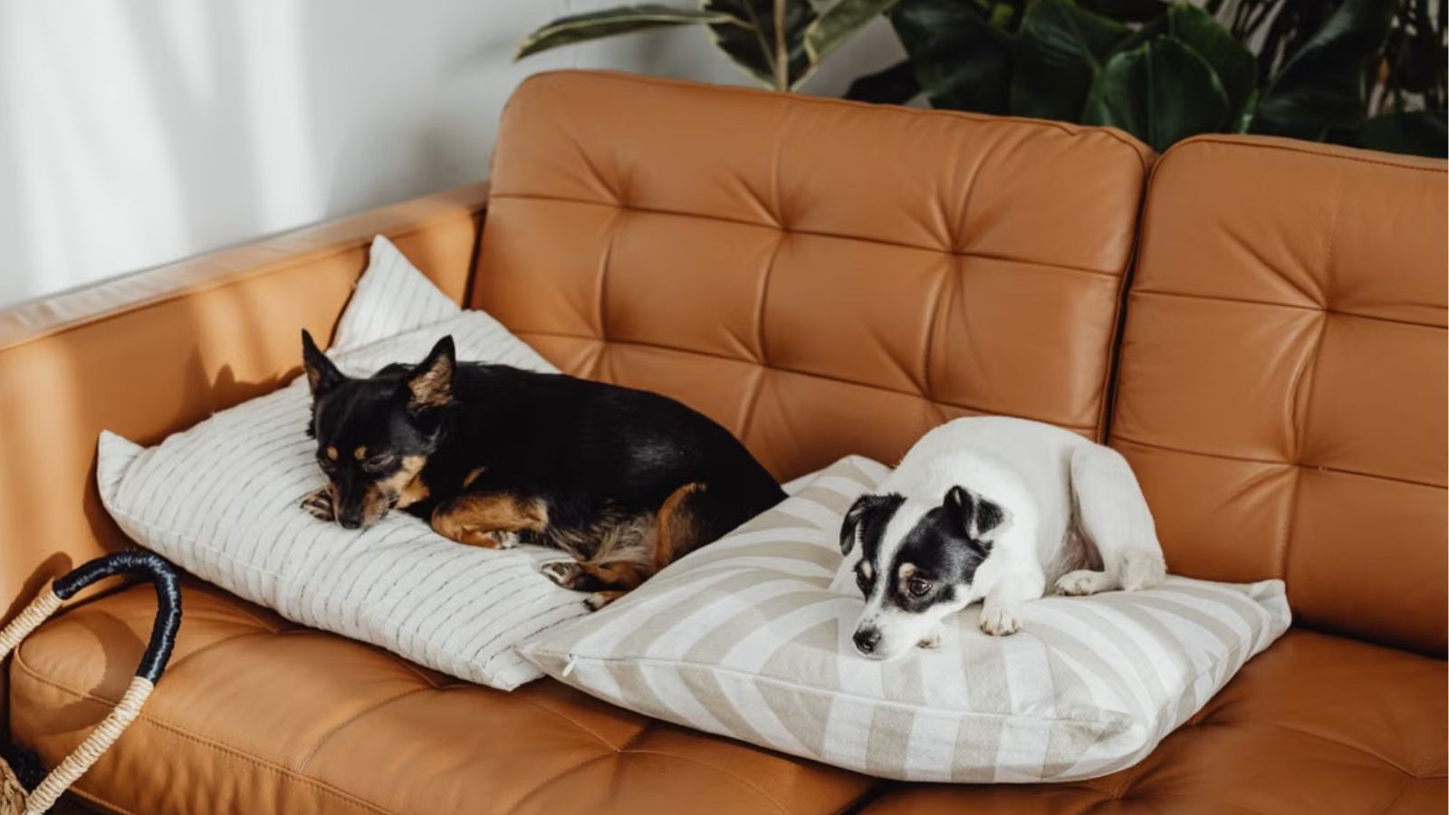 Dogs peacefully and quietly laying down on pillows on the couch