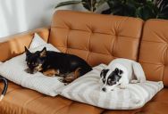 Woman Asked Her Guests To Leave Her Dogs Alone, But They Kept Bothering Them Until The Dogs Became Overstimulated