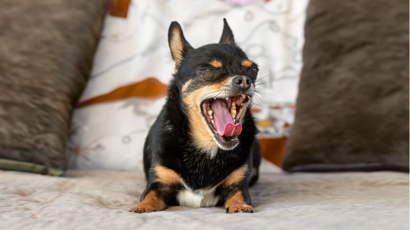 She Hesitated to File a Complaint Against Her New Neighbor—Until 10 Hours of Unbroken Barking Damaged Her Remote Work An adorable black and tan Chihuahua with its mouth wide open while sitting on a comfortable couch indoors