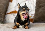 She Hesitated to File a Complaint Against Her New Neighbor—Until 10 Hours of Unbroken Barking Damaged Her Remote Work