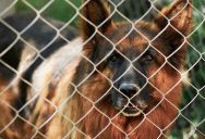 He Couldn’t Use His Own Backyard Because the Neighbor’s Unrestrained Mastiff Kept Damaging the Shared Fence—Then an Animal Control Audit Triggered Mandatory Containment Mandates
