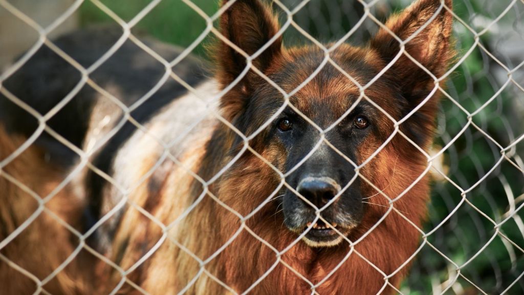 German Shepherd dog looking through a chain link fence