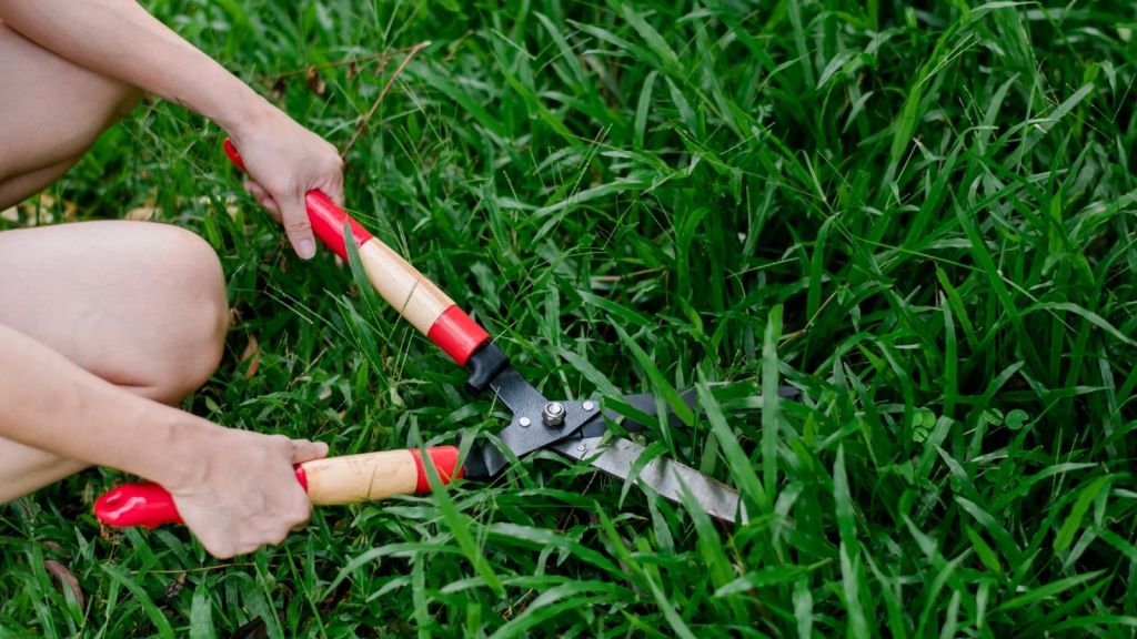 woman trimming grass with gardening scissors