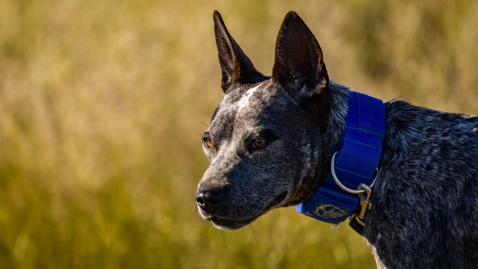Woman Finally Has Enough Land to Keep Her Horses at Home—But Her Neighbor’s Dogs Have Her Worried blue heeler dog