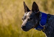 Woman Finally Has Enough Land to Keep Her Horses at Home—But Her Neighbor’s Dogs Have Her Worried