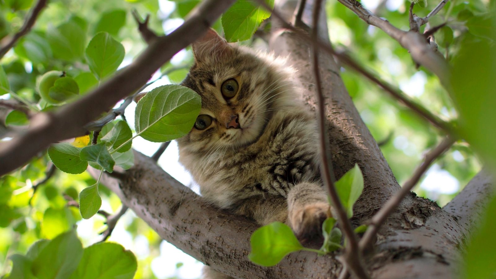 Two Boys Dressed Up as Superheroes to Play With Their Cat—Then Their Mission Caused Total Chaos Across the Entire Neighborhood cat in a tree