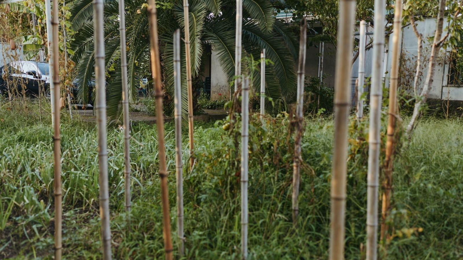 Before Moving Away From His Terrible Neighbor, He Left Behind Two Parting Gifts bamboo in a backyard
