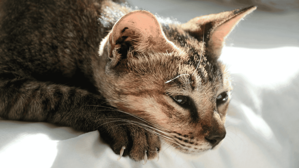 Cat resting on a bed