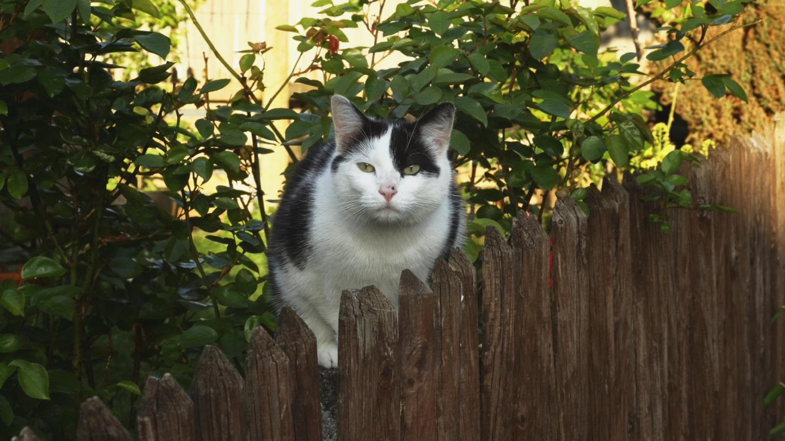 They Abandoned Their Outdoor Cat to Freeze and Breed—Then She Handed Them a Veterinary Neglect File and Municipal Animal Control Citation cat on a fence