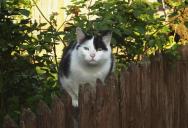 They Abandoned Their Outdoor Cat to Freeze and Breed—Then She Handed Them a Veterinary Neglect File and Municipal Animal Control Citation