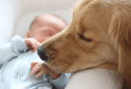 One Aunt Drew A Firm Line On Free Babysitting After Her Sister Was Cruel To Her Dog, And The Decision Quickly Created Tension
