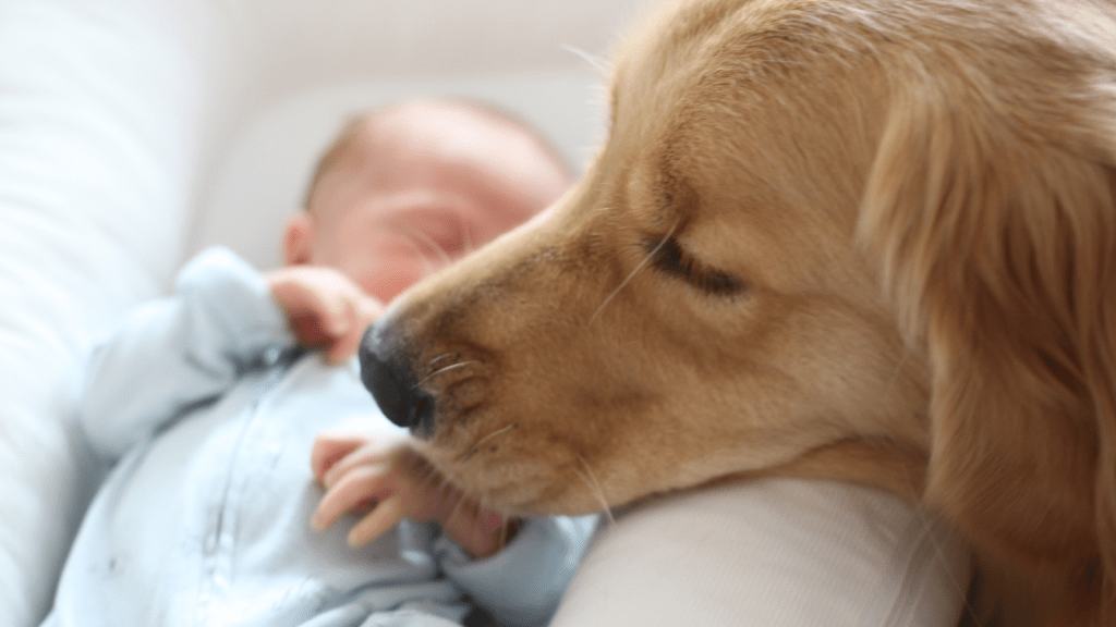 One Aunt Drew A Firm Line On Free Babysitting After Her Sister Was Cruel To Her Dog, And The Decision Quickly Created Tension baby with golden retriever