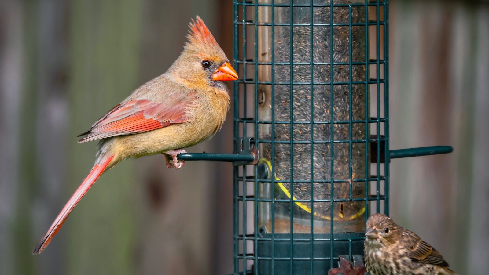 A Homeowners Garden Was Overrun With Rats—Then He Discovered His Neighbor Had Been Harboring the Infestation for Years bird feeding