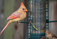 A Homeowner’s Garden Was Overrun With Rats—Then He Discovered His Neighbor Had Been Harboring the Infestation for Years
