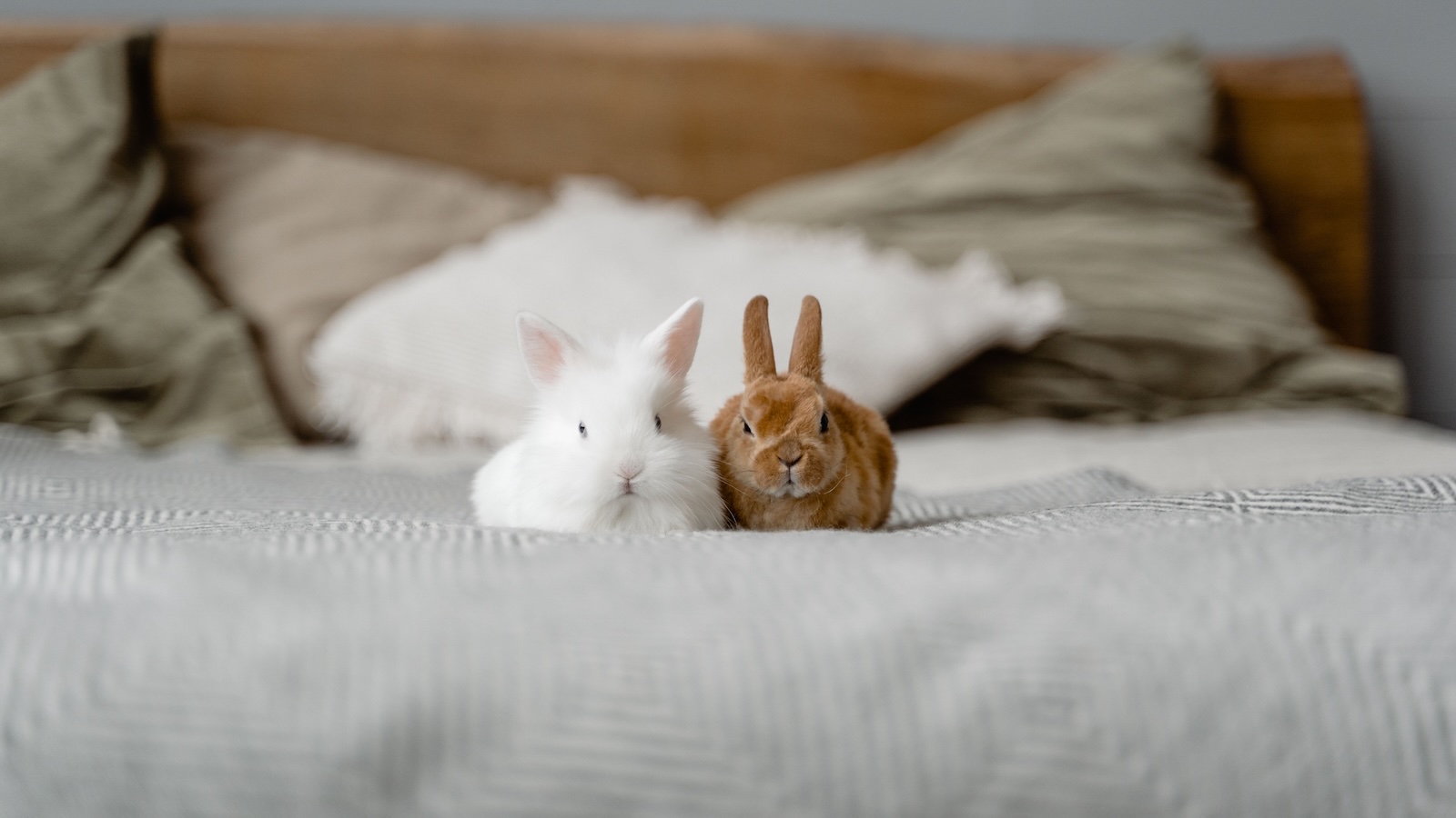 two bunnies on a bed