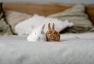 A Pet Store Employee Handed Her a Dehydrated Rabbit Ear — She Immediately Started Sobbing Over the ‘Earless Bunnies