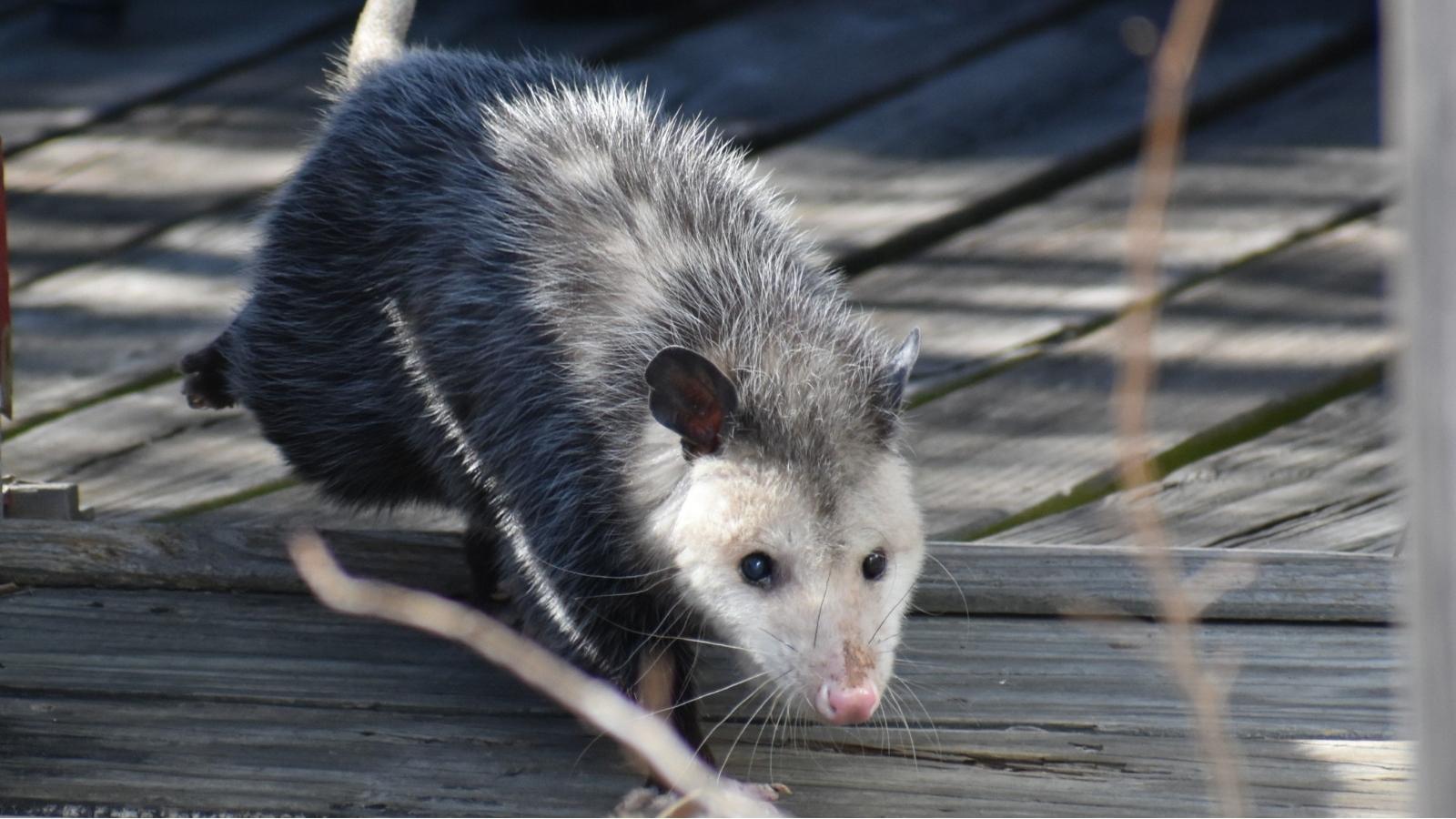 Neighbor Filed An Animal Control Complaint Over Pet Opossums, So The Owner Responded With A Legal Letter closeup of opossum