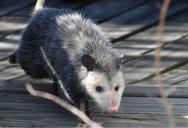 Neighbor Filed An Animal Control Complaint Over Pet Opossums, So The Owner Responded With A Legal Letter