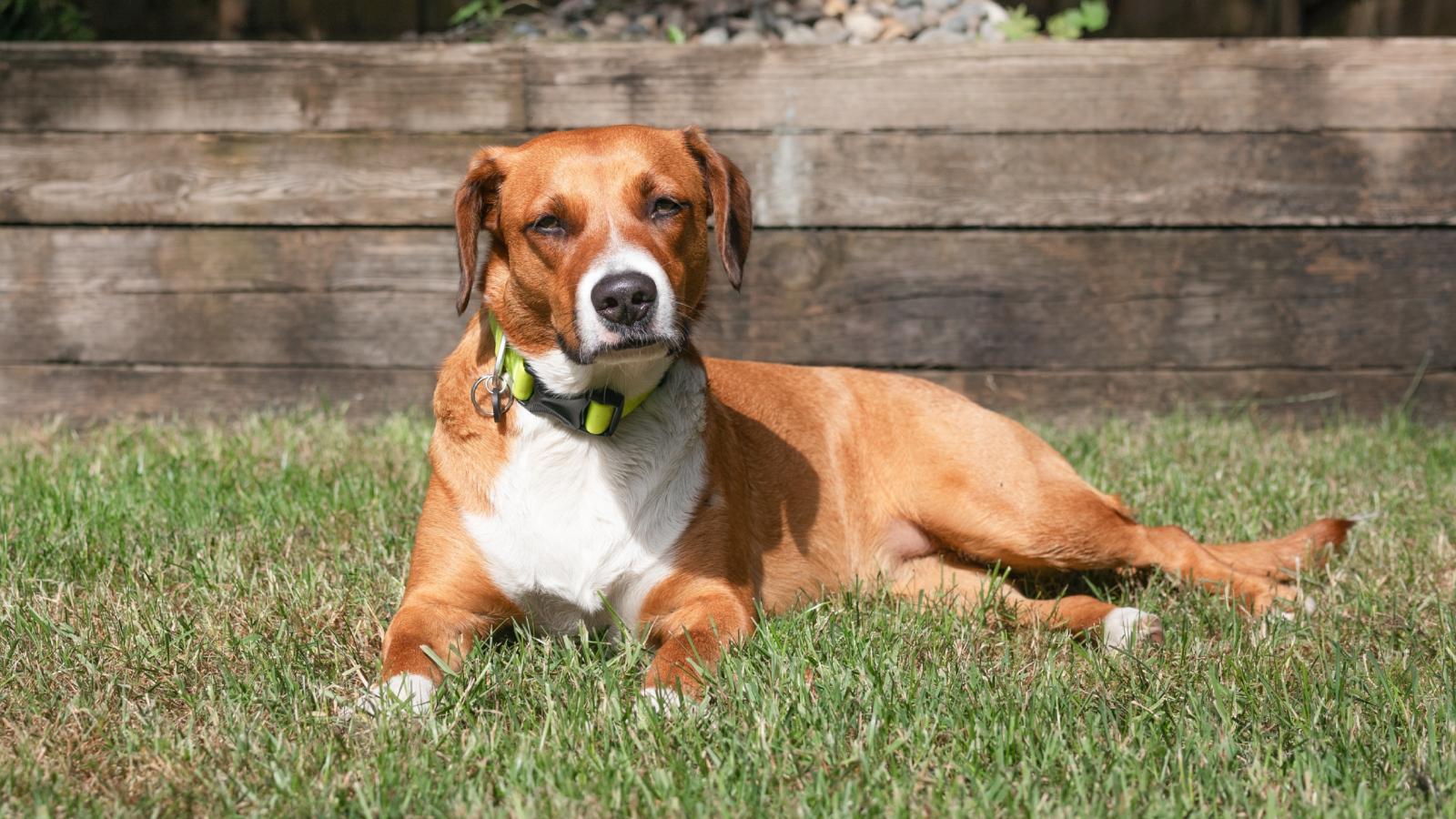 dog in a backyard
