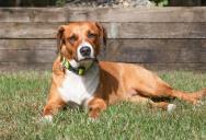 Neighbor Keeps Letting His Dog Off-Leash Into A Man’s Yard, And He’s Tired Of Dealing With It
