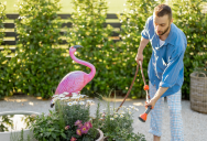 She Doesn’t Live Under HOA Rules — So Her Neighbor’s Demand to Remove Her Flamingos Isn’t Going Anywhere