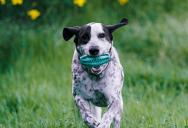 An Unleashed Dog Ran Through Her Yard During School Drop-Off — She Warned The Careless Neighbor To Get It Under Control