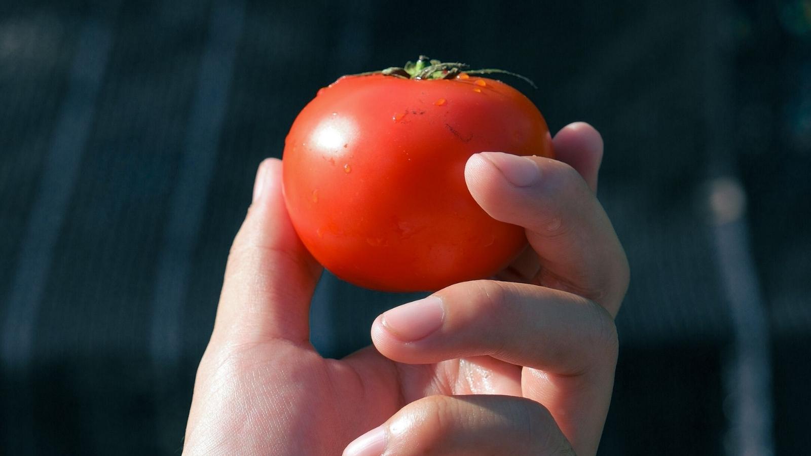 Her Neighbor Seemed Friendly Until She Passed Away, Then The Family Caught Him Sneaking Into Her Garden To Steal Tomatoes person picking a tomato