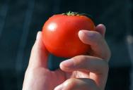 Her Neighbor Seemed Friendly Until She Passed Away, Then The Family Caught Him Sneaking Into Her Garden To Steal Tomatoes