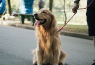 He Thought A No-Pets Rule Should Apply To Everyone, Yet His Tenant Said Rejecting A Service Animal Crossed A Much More Serious Line