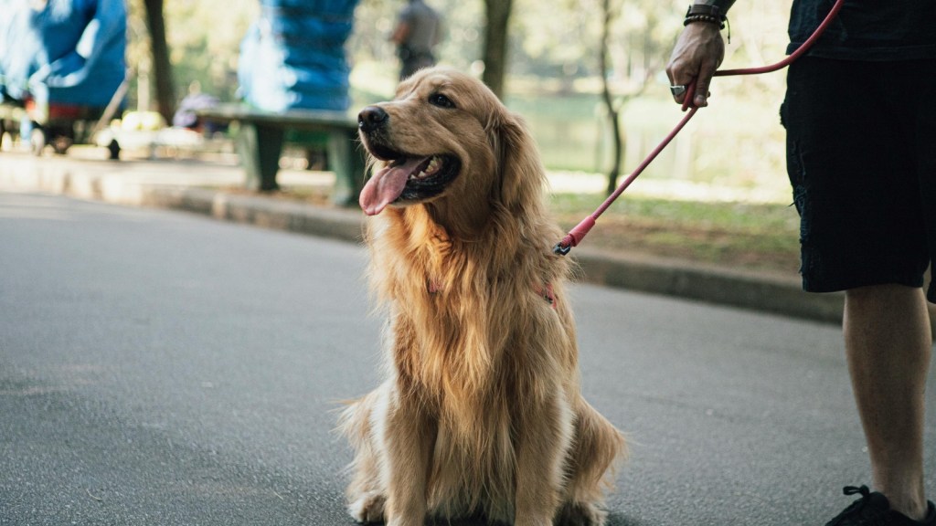 He Thought A No Pets Rule Should Apply To Everyone, Yet His Tenant Said Rejecting A Service Animal Crossed A Much More Serious Line service dog golden retriever