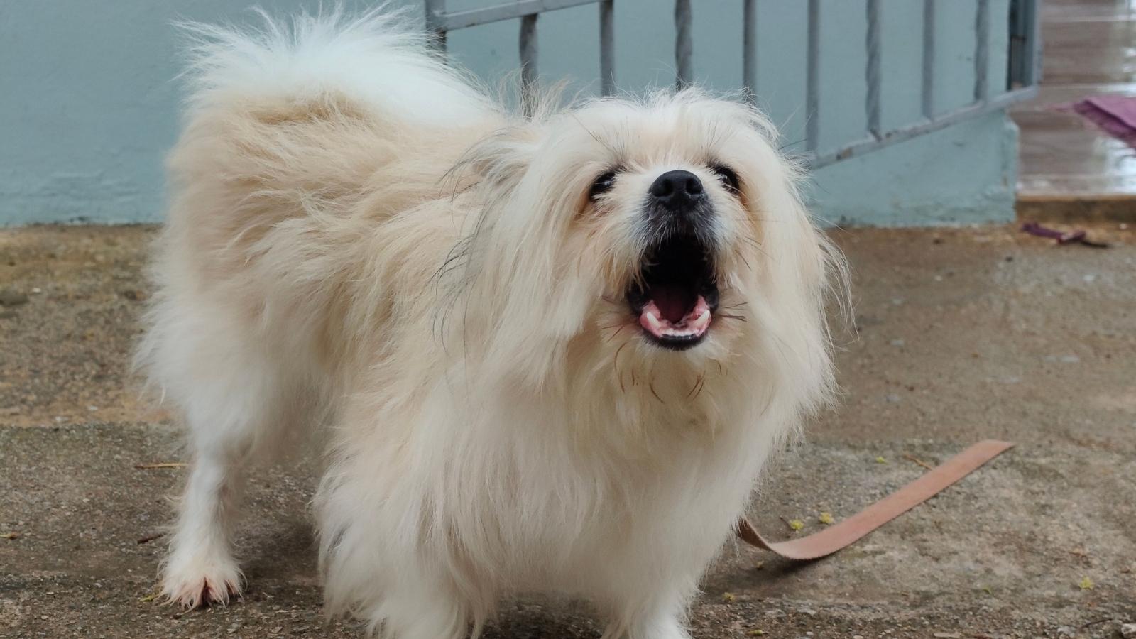 She Sent a Polite Text Asking Her Neighbor to Mute His Barking Dog—Then Received a 1,200 Word Manifesto Threatening Her Lease small white dog barking
