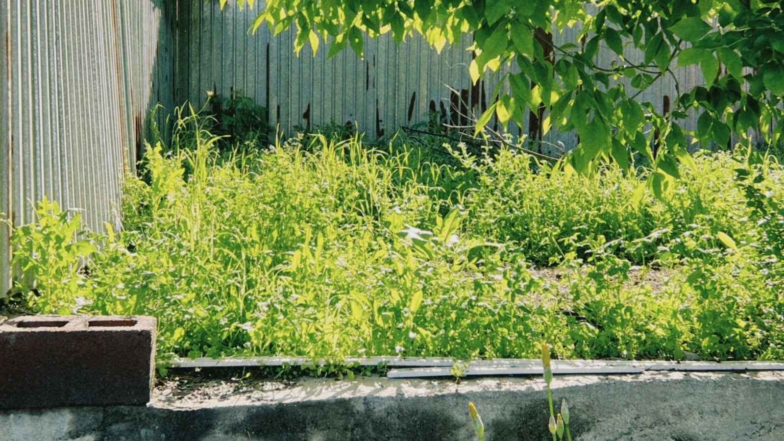 He Stopped Mowing His Lawn to Save Money — Now His Neighbors Allergy Complaints Have Him Considering a Spite Fence uncut grass in lawn