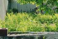 He Stopped Mowing His Lawn to Save Money — Now His Neighbor’s Allergy Complaints Have Him Considering a Spite Fence