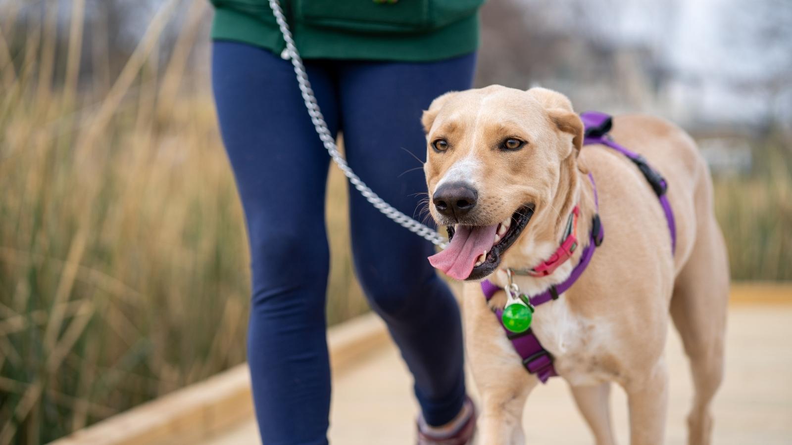 woman walking a dog
