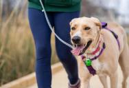 Her Neighbor Demanded She Change Her Dog-Walking Route Over Barking — She Questioned Why That Was Her Problem to Fix