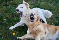 Single Mom Juggles Her Studies And Toddler’s Recovery After A Dog Attack, But Her Sister Calls Her Selfish For Asking Their Mom For Help