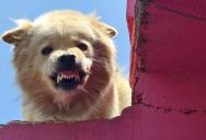 Her Dog Keeps Snapping At Her Pregnant Daughter, But She Refuses To Rehome It