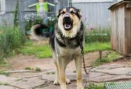 Neighbors Have Complained About Their Barking Dog and HOA Violations for Over a Decade, But They Think It’s Gone Too Far